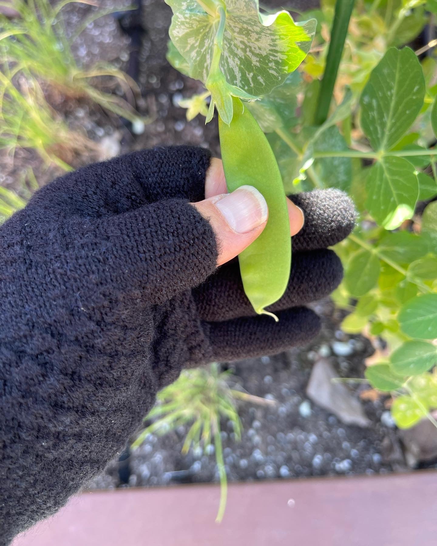 Two Finger Gloves - Two Pair Black