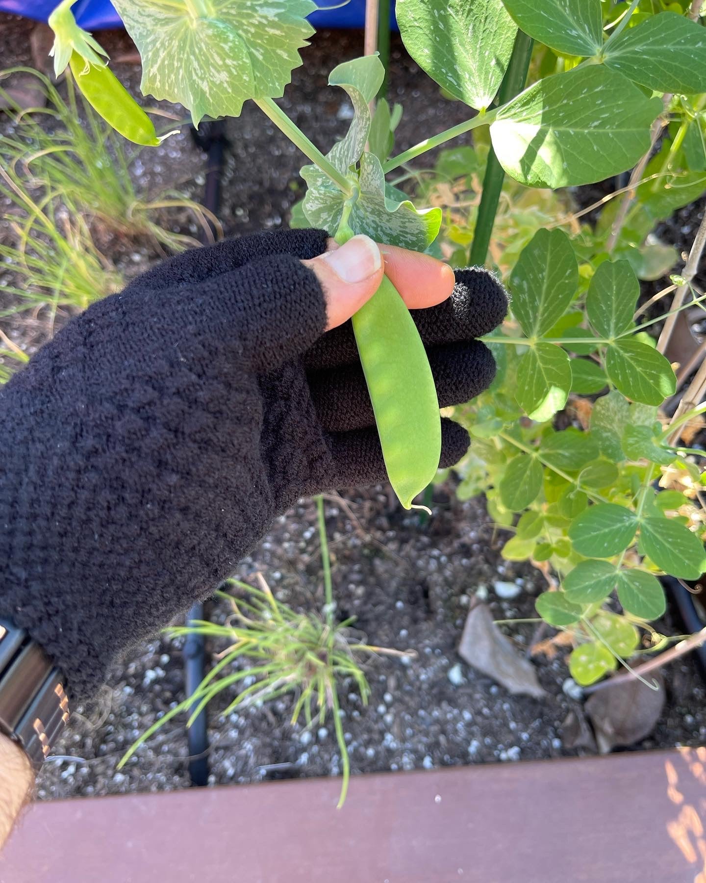 Two Finger Gloves - Two Pair Black